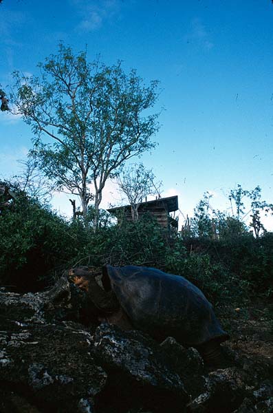 GalapagosLand_17