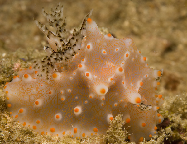 IMG_2882_nudi