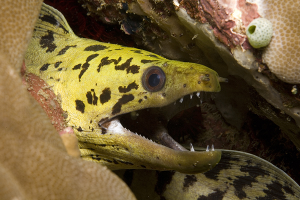 IMG_2908_moray