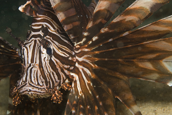 IMG_2929_lionfish