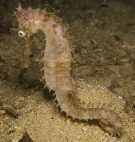 IMG_2943_seahorse