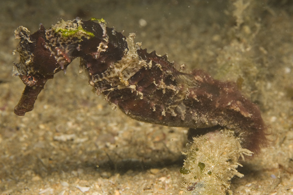 IMG_2962_seahorse