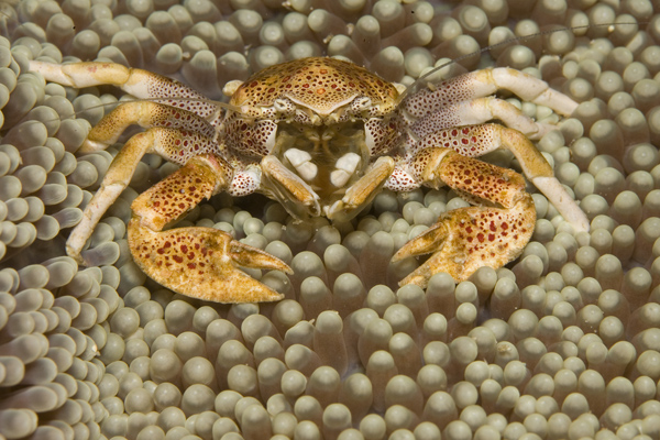 IMG_3032_crab