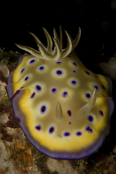 IMG_3056_nudi