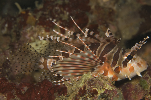 IMG_3058_lionfish