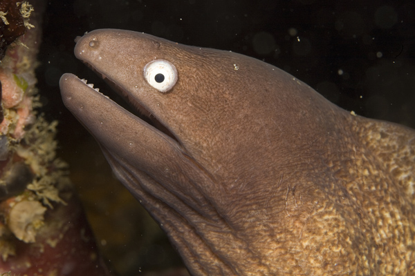 IMG_3396_moray