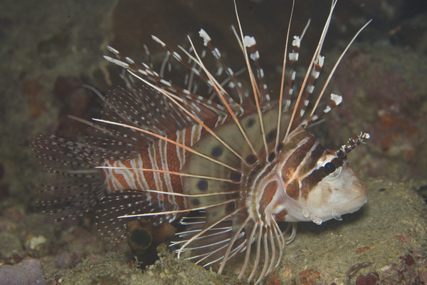 IMG_3426_lionfish