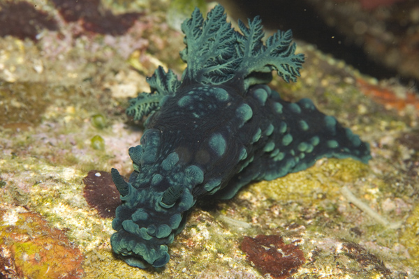 IMG_3745_nudi