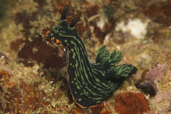 IMG_3866_nudi