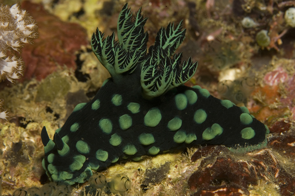 IMG_3874_nudi