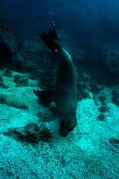 Sealion1