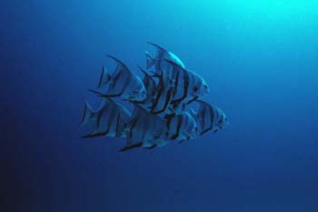 SpadeFish