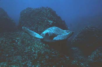 Turtle_1a