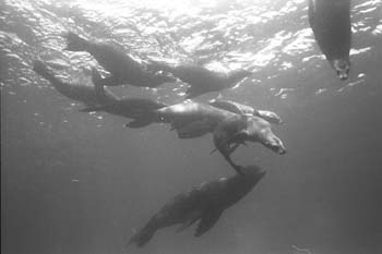 bw_sealion2