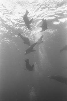 bw_sealion3