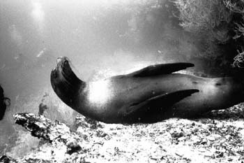 bwsealion2