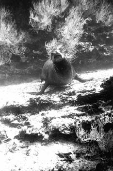 bwsealion3