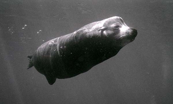 bwsealion4_0902