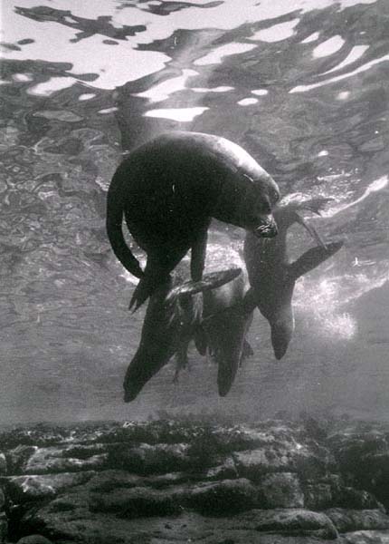 bwsealions5_0902