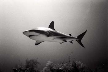 bwshark1