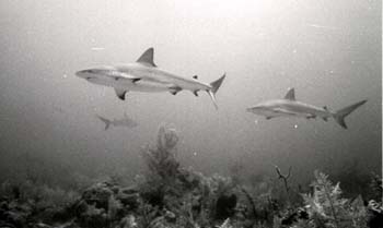 bwshark10_0402