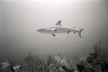 bwshark11_0402