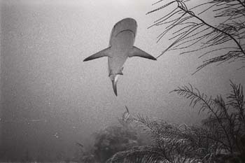 bwshark1_0402