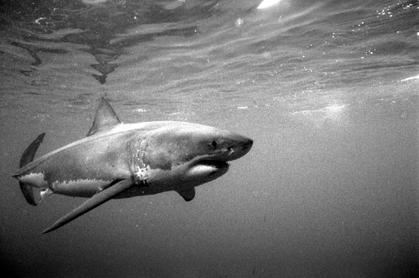 bwshark1_1102