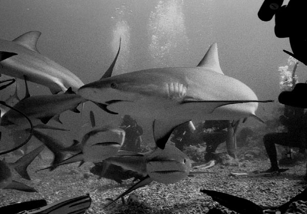 bwshark2_0303