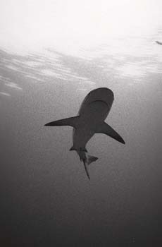 bwshark2_0402