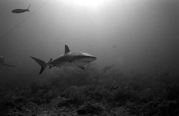 bwshark4_0303