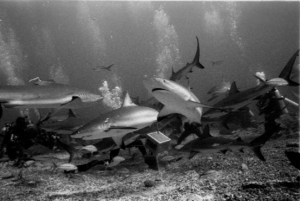 bwshark5_0303