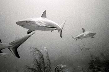 bwshark6_0402