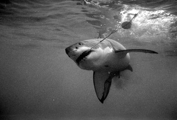 bwshark6_1102.jpg