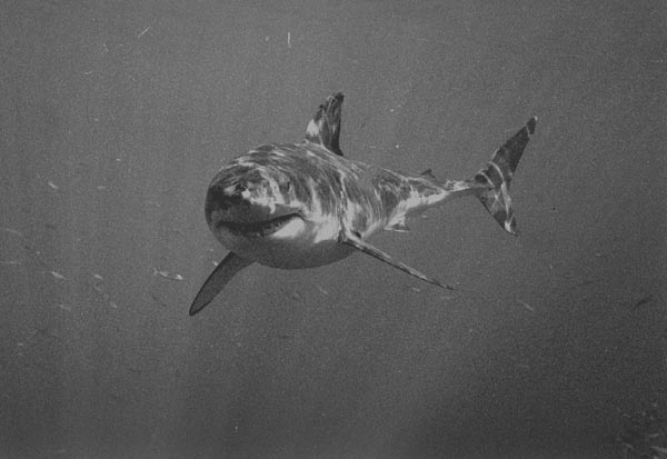 bwshark7_1102