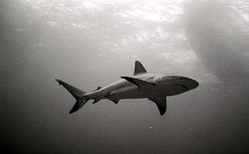 bwshark8_0402