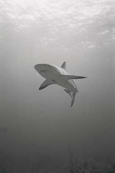 bwshark9_0402