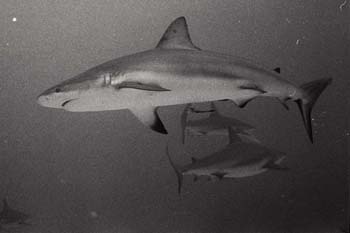 bwsharks3