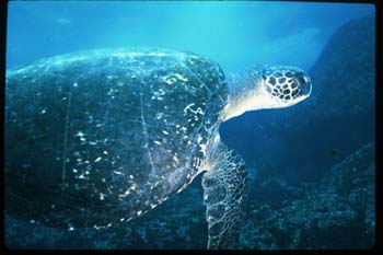 green_turtle