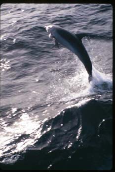 jumping_dolphin