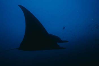 manta