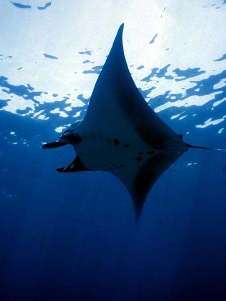 mantas3_0902