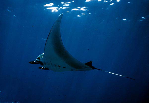 mantas4_0902