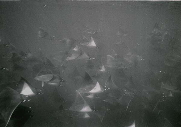 mobula2_0902