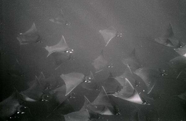 mobula3_0902.jpg