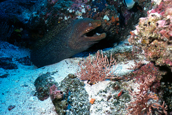 moray1_0602