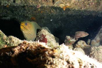 moray_0402