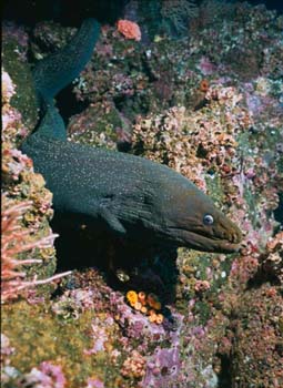 moray_1a