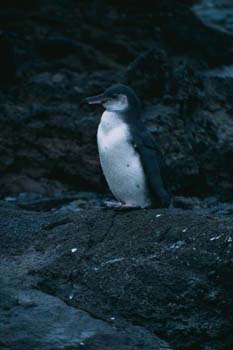 penguin