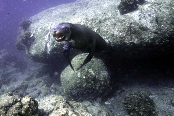 sealion3_lapaz0602